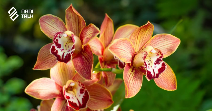 ความหมายของดอกกล้วยไม้ซิมบิเดียม (Cymbidium)