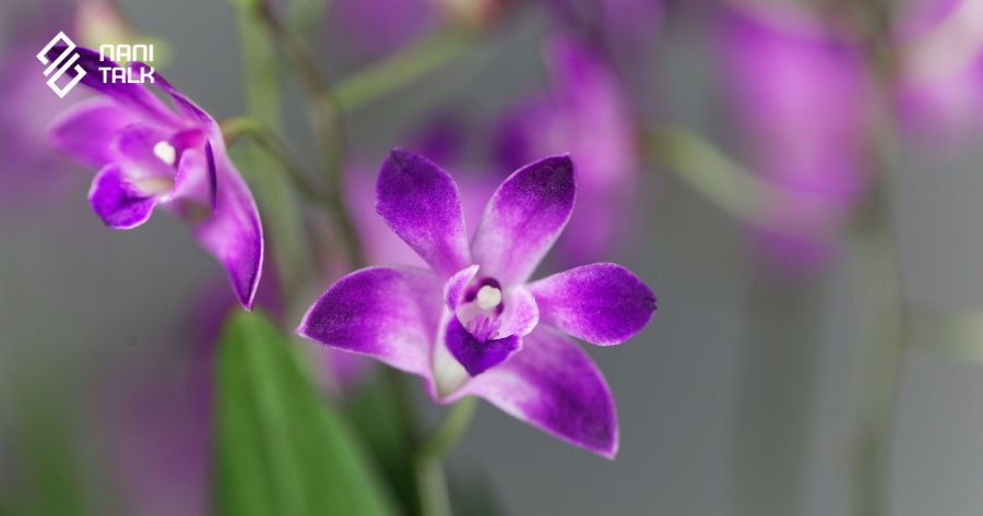 ความหมายของดอกกล้วยไม้สกุลหวาย (Dendrobium)