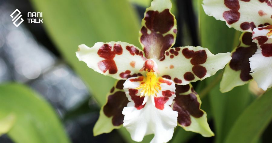 ความหมายของดอกกล้วยไม้ออนซิเดียม (Oncidium)