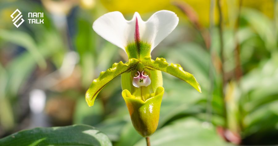 ความหมายของดอกกล้วยไม้รองเท้านารี (Paphiopedilum)