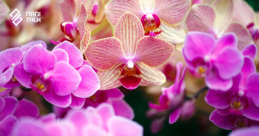 ความหมายของดอกกล้วยไม้ฟาแลนนอปซิส (Phalaenopsis)