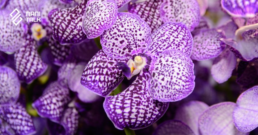 ความหมายของดอกกล้วยไม้แวนด้า (Vanda)