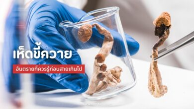 เห็ดขี้ควาย (Psilocybin): อันตรายที่ควรรู้ก่อนสายเกินไป