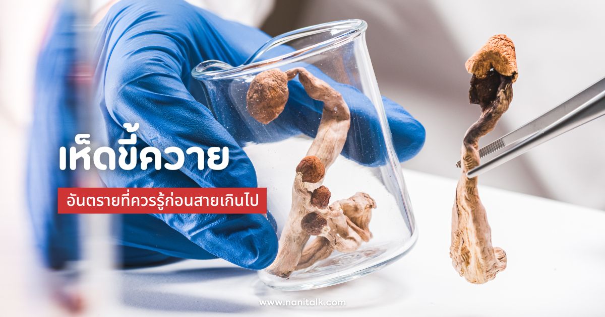 เห็ดขี้ควาย (Psilocybin): อันตรายที่ควรรู้ก่อนสายเกินไป