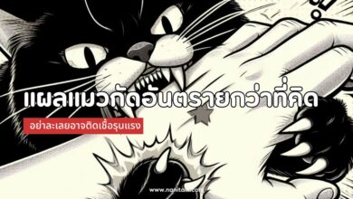 ระวัง! แผลแมวกัดอันตรายกว่าที่คิด อย่าละเลยอาจติดเชื้อรุนแรง