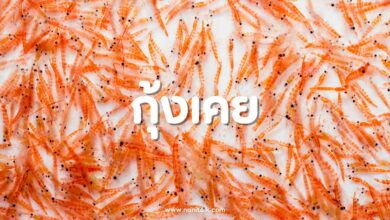 กุ้งเคยคืออะไร? ประโยชน์และสารอาหารของตัวจิ๋วแต่แจ๋ว