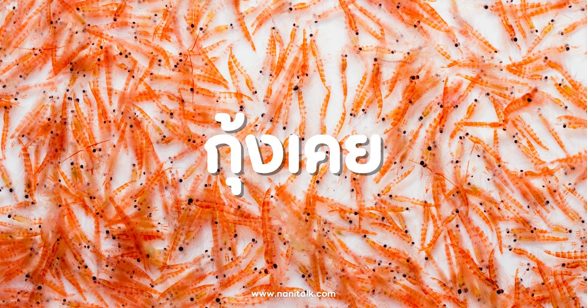 กุ้งเคยคืออะไร? ประโยชน์และสารอาหารของตัวจิ๋วแต่แจ๋ว