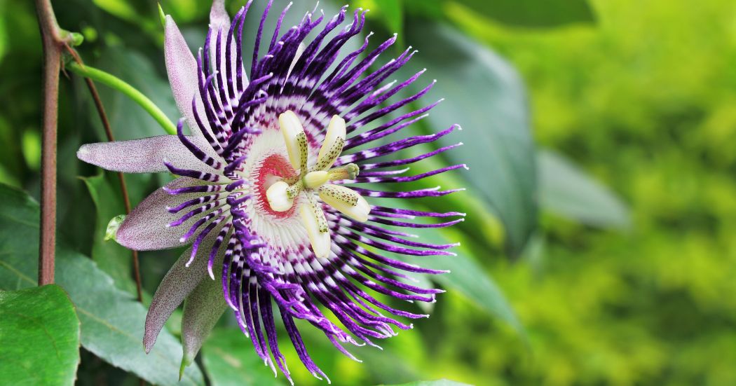 ดอกเสาวรส (Passion Flower)