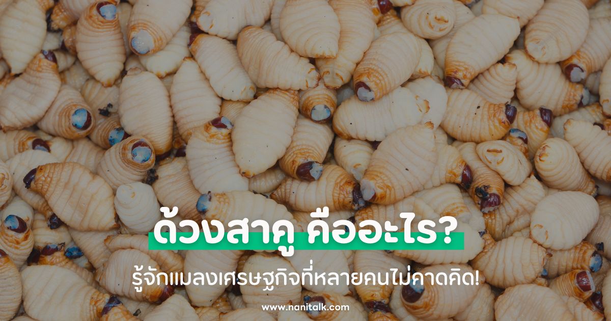 ด้วงสาคู คืออะไร? รู้จักแมลงเศรษฐกิจที่หลายคนไม่คาดคิด!