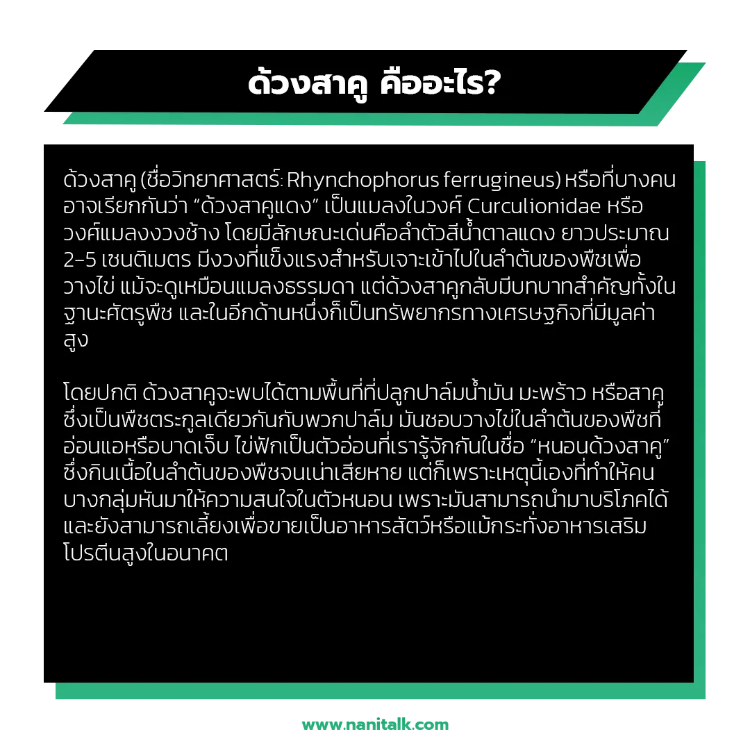 ด้วงสาคูคืออะไร? ทำความรู้จักจากต้นกำเนิด
