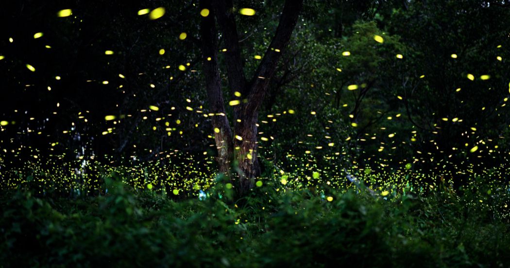 หิ่งห้อย (Fireflies)