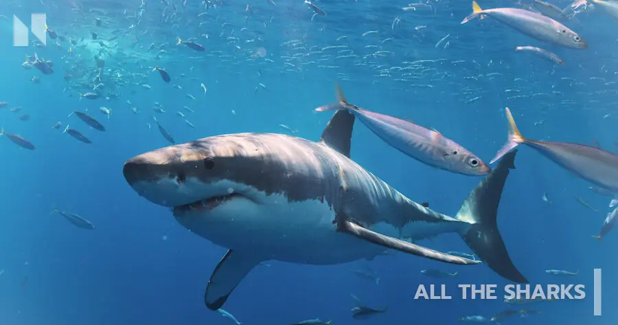 All the Sharks (2025)