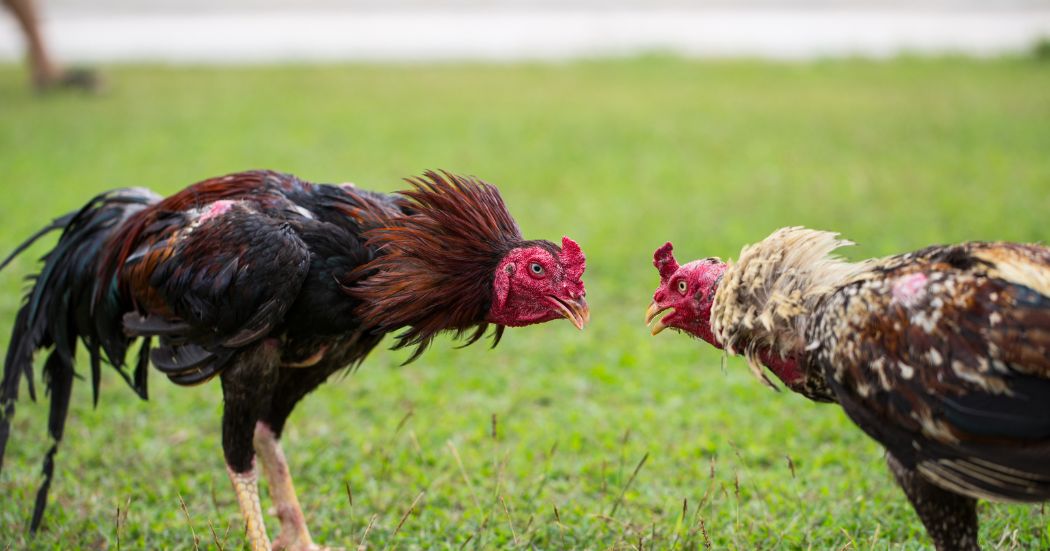 รวมไอเดียตั้งชื่อไก่ชน
