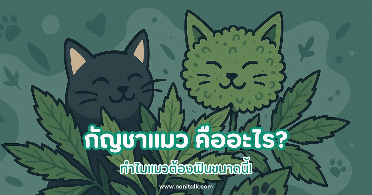 กัญชาแมว (แคทนิป) คืออะไร? ทำไมแมวต้องฟินขนาดนี้!