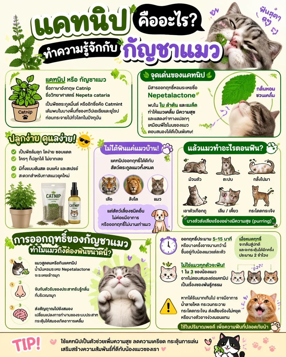 แคทนิป คืออะไร? ทำความรู้จักกับ กัญชาแมว