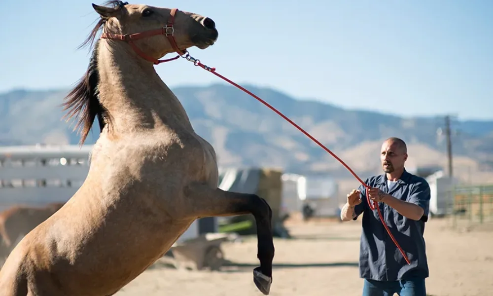 The Mustang (2019)