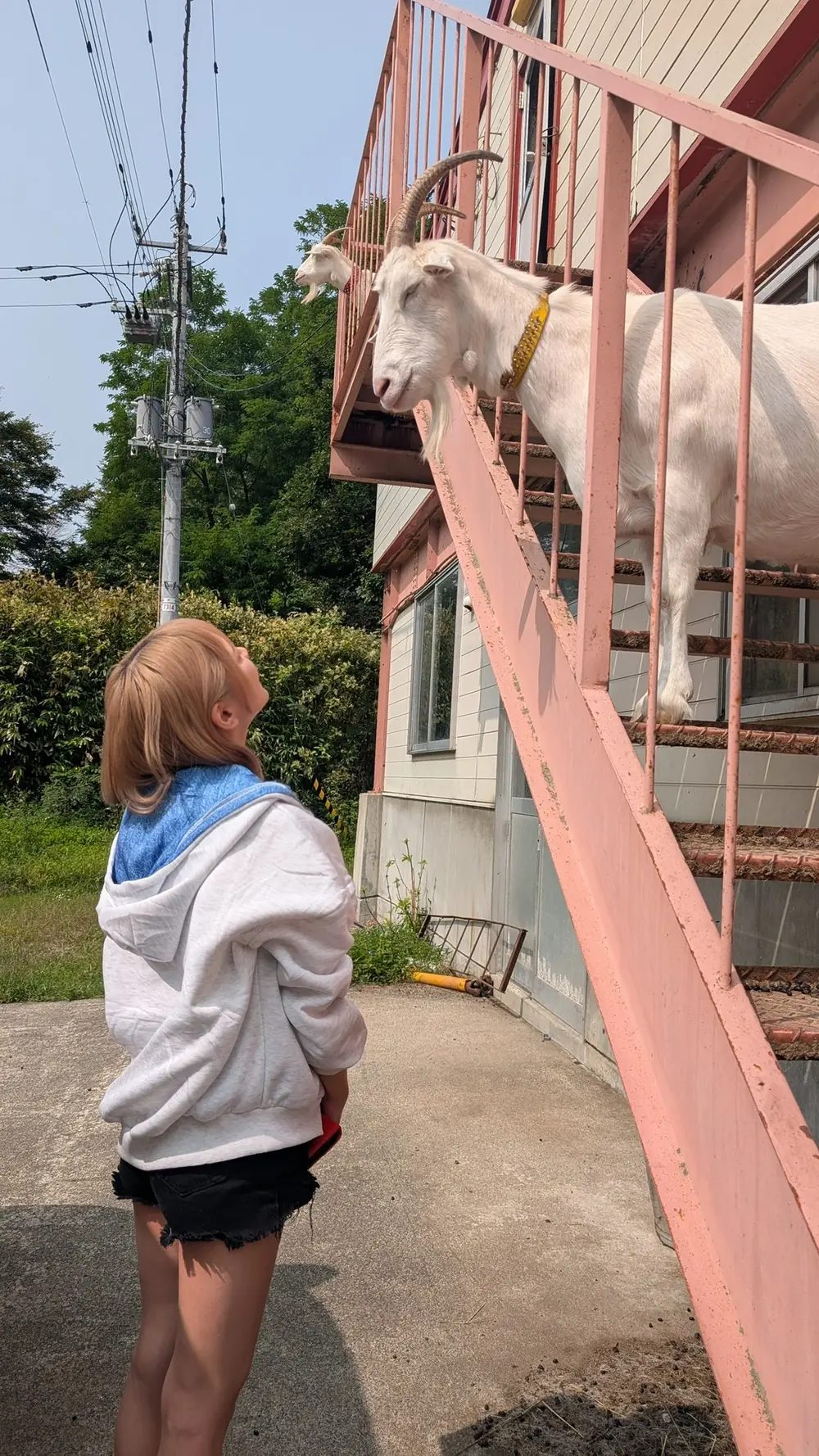 Mio Ichijo สวมเสื้อคลุมสีขาวน้ำเงินยืนมองแพะข้างรั้วสีชมพู