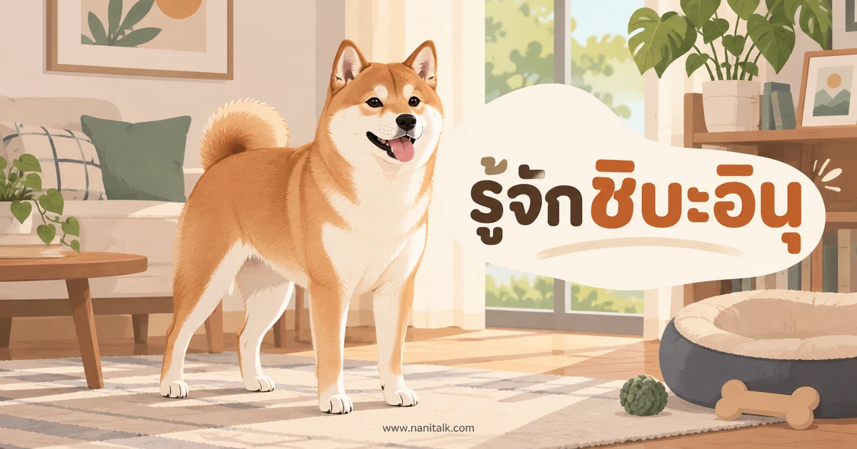 รู้จักชิบะอินุ: เสน่ห์ นิสัย และเรื่องที่ควรรู้ก่อนเลี้ยง