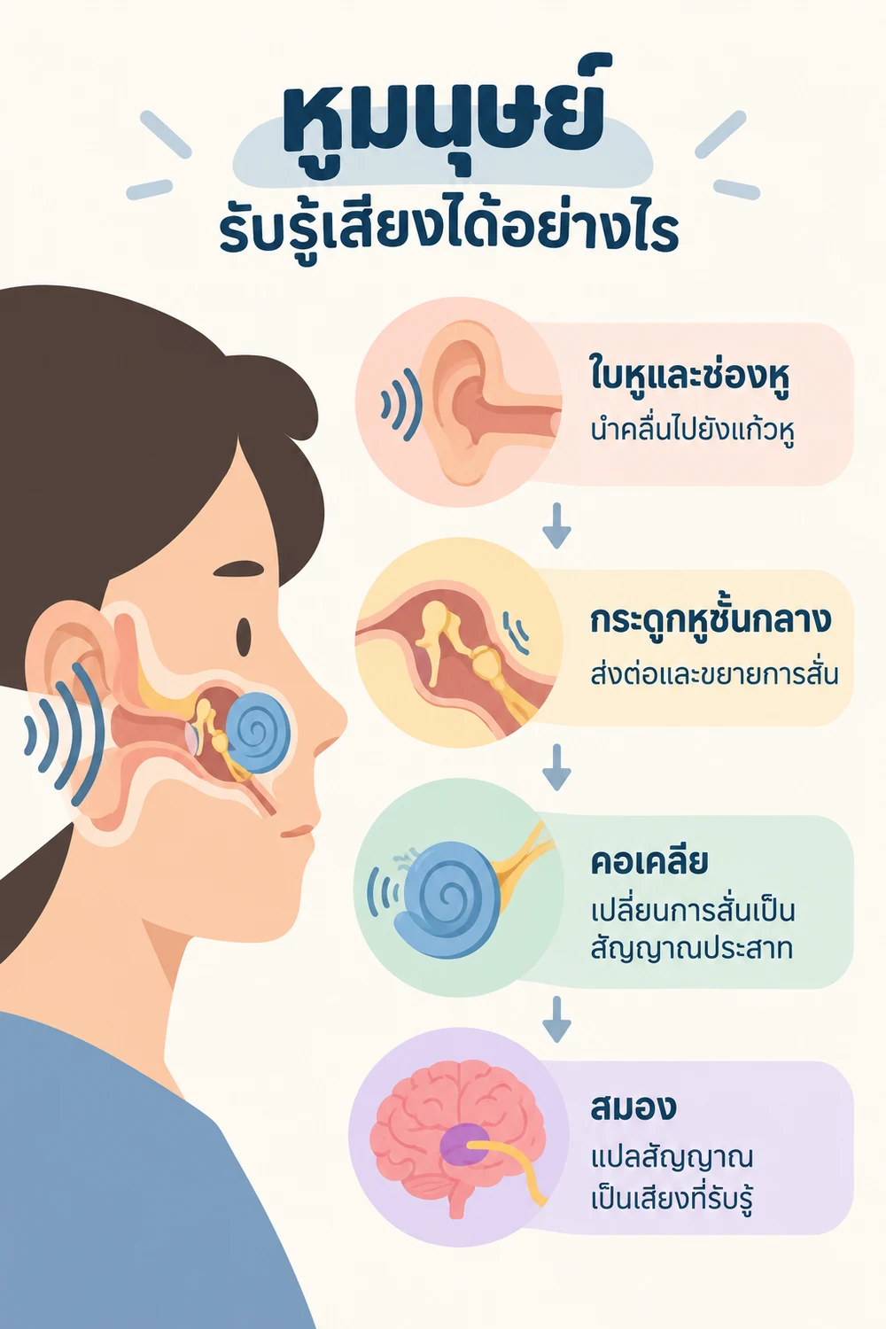 หูมนุษย์รับรู้เสียงได้อย่างไร