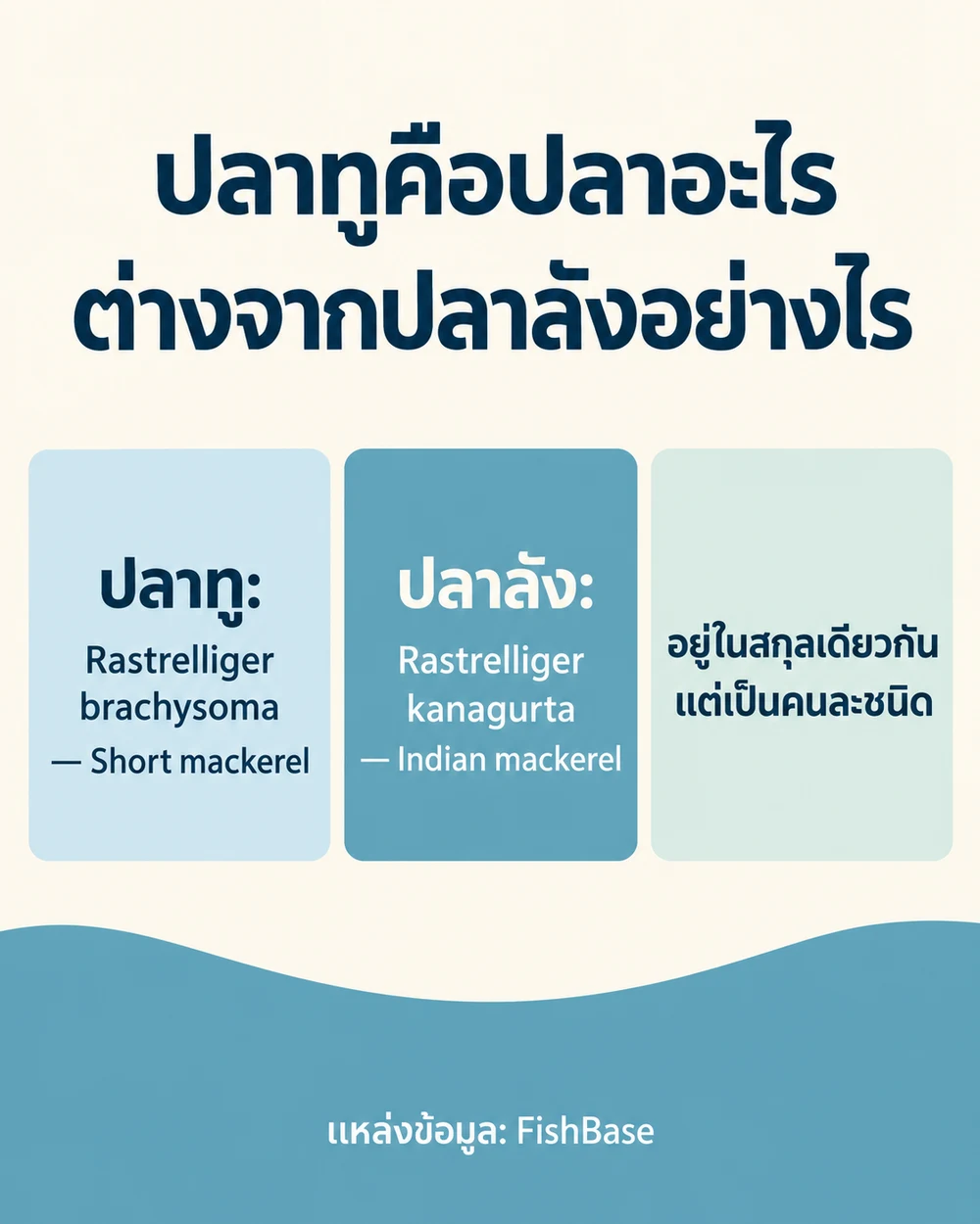 ปลาทูคือปลาอะไร ต่างจากปลาลังอย่างไร