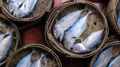 ปลาทู (Short mackerel) ปลาของชาติที่มีประโยชน์มากมาย!